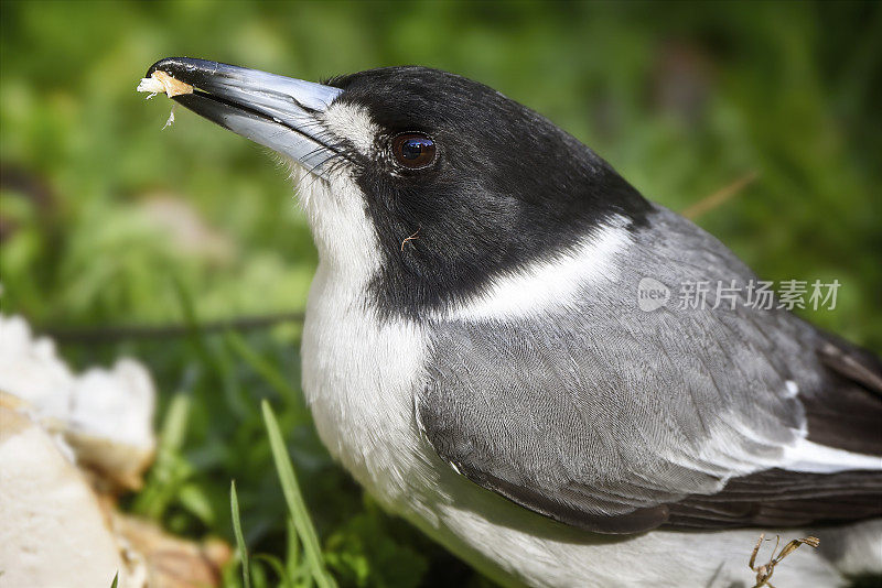 灰伯劳鸟(Cracticus torquatus)